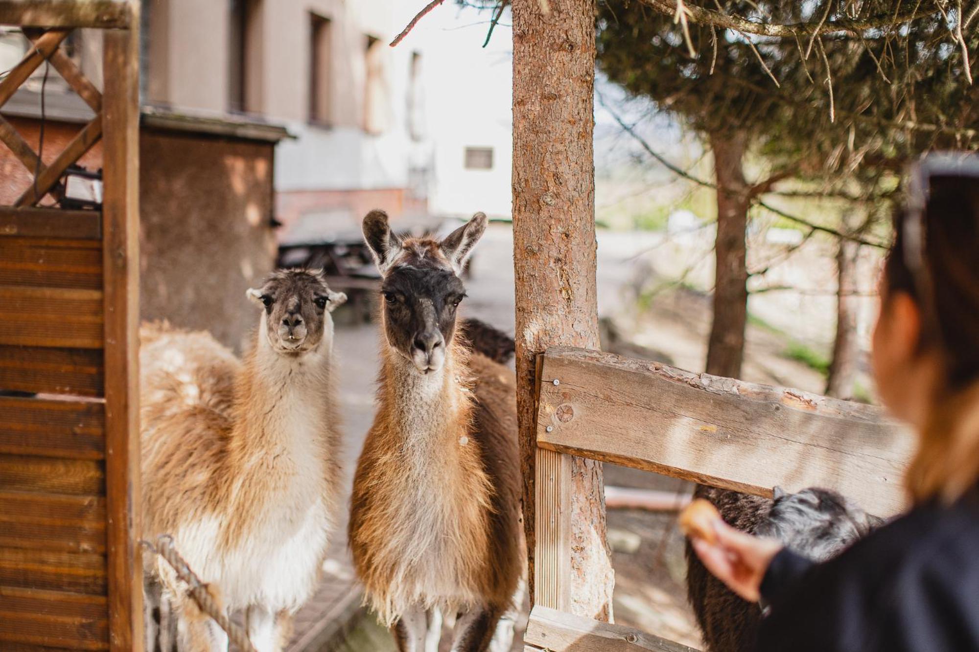 Hotel Rozkos Česká Skalice المظهر الخارجي الصورة