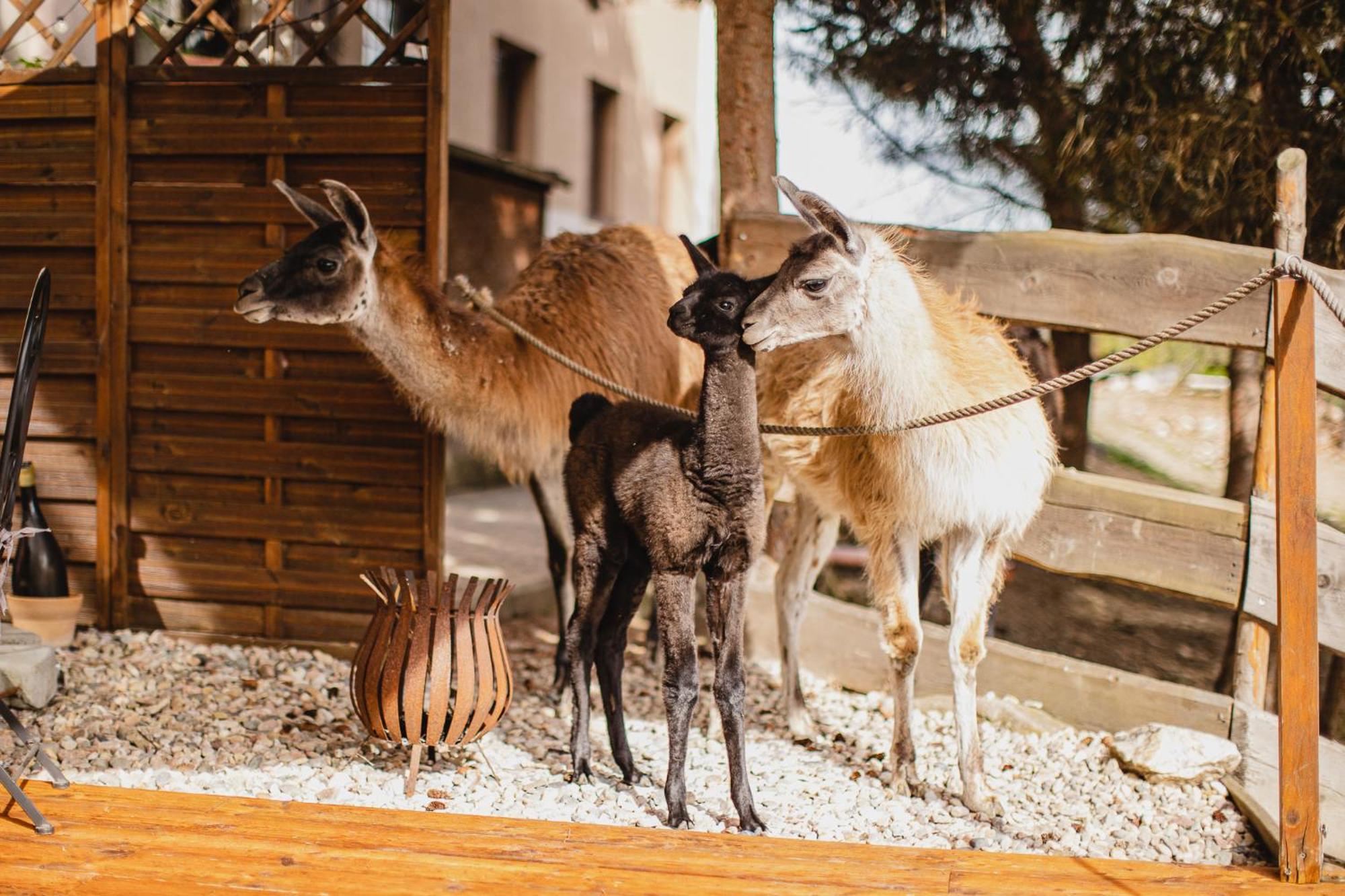 Hotel Rozkos Česká Skalice المظهر الخارجي الصورة